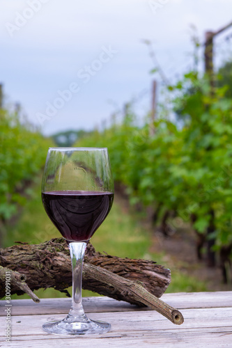 Tasting of red wine on Dutch vineyard in North Brabant