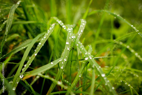 dew on the grass