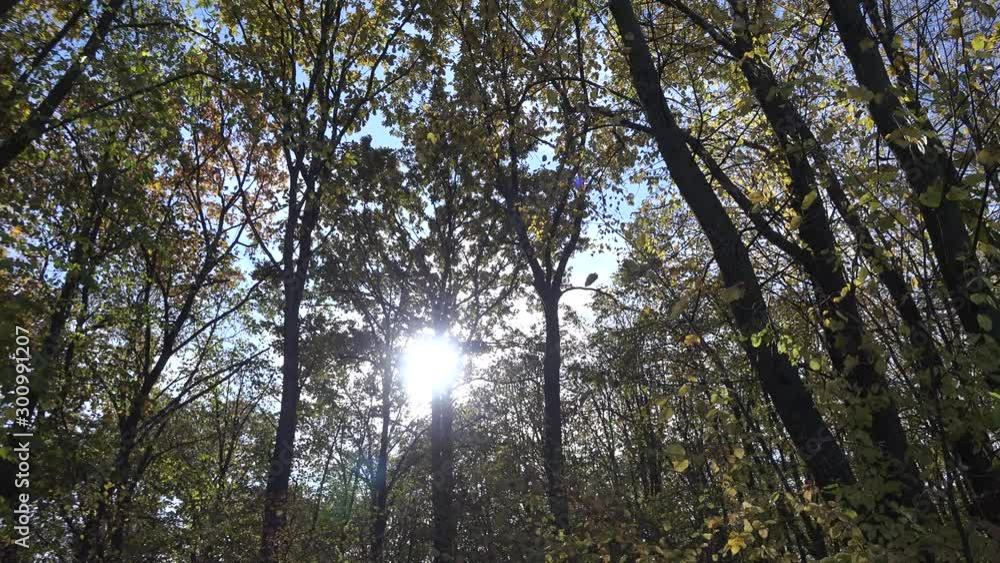 4k video of beautiful autumn or fall forest with trees leafs and branches. Nature outdoor environment 4k video of beautiful autumn or fall forest with trees leafs and branches. Nature outdoor environment