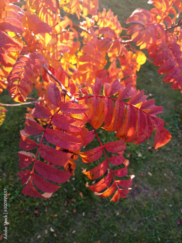 red rowan leaves in autumn day