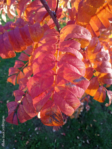 red rowan leaves in autumn day