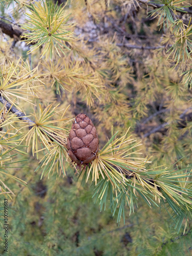 little bump in spruce forest