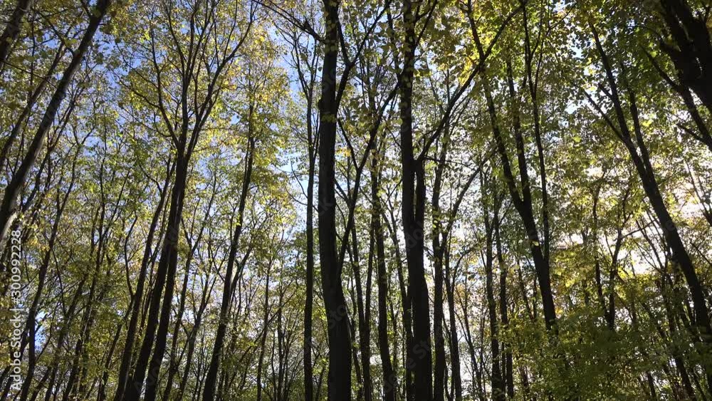 4k video of beautiful autumn or fall forest with trees leafs and branches. Nature outdoor environment 4k video of beautiful autumn or fall forest with trees leafs and branches. Nature outdoor environment
