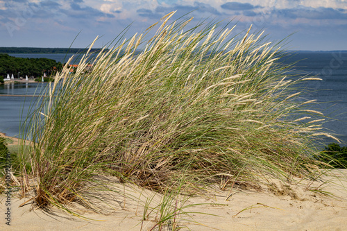 Sand dune in Nida. The Curonian Spit. Baltic Sea.