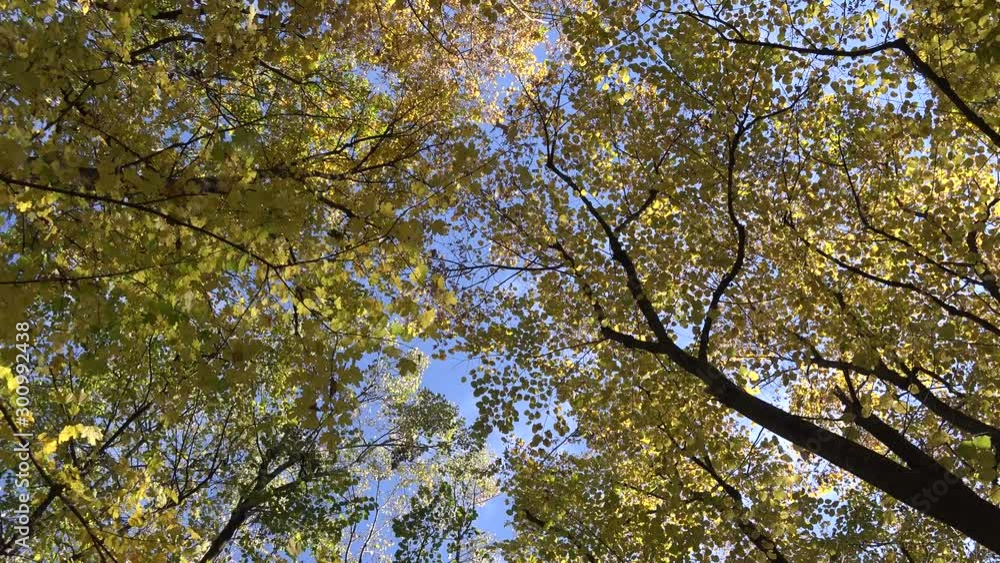 4k video of beautiful autumn or fall forest with trees leafs and branches. Nature outdoor environment 4k video of beautiful autumn or fall forest with trees leafs and branches. Nature outdoor environment