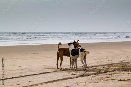 Knuddelnde Hunde an einem Strand in Goa / Indien