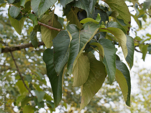 Feuilles géantes et décoratives du peuplier baumier de Chine ou peuplier à fruits velus (Populus lasiocarpa)  photo