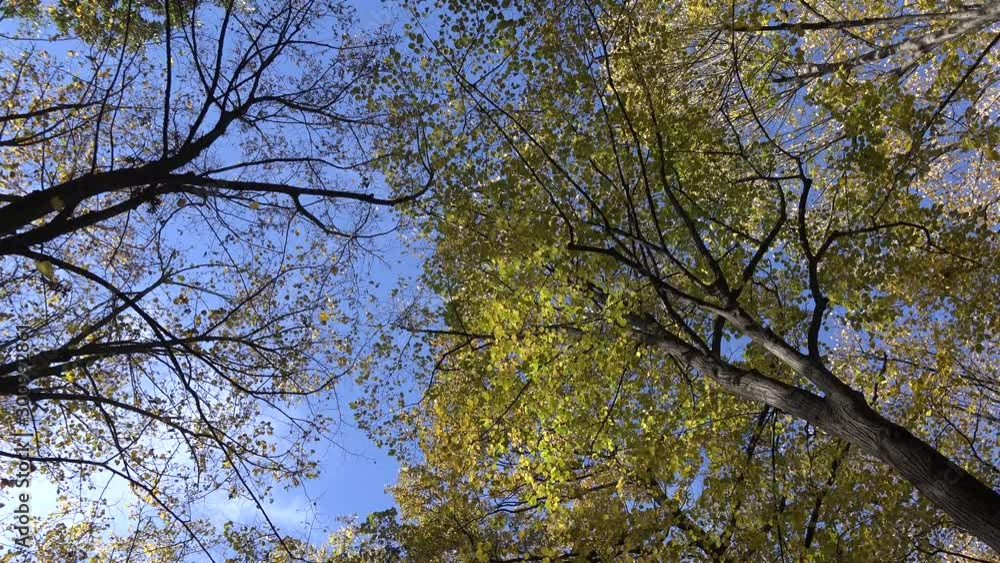 4k video of beautiful autumn or fall forest with trees leafs and branches. Nature outdoor environment 4k video of beautiful autumn or fall forest with trees leafs and branches. Nature outdoor environment