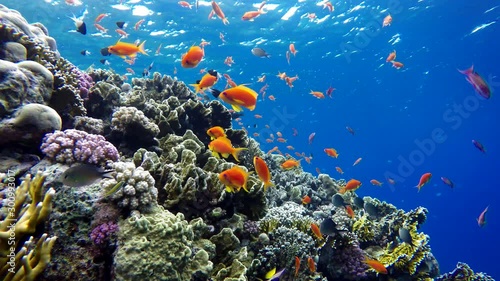 Wallpaper Mural Diving. Tropical fish and coral reef. Underwater life in the ocean.   Torontodigital.ca