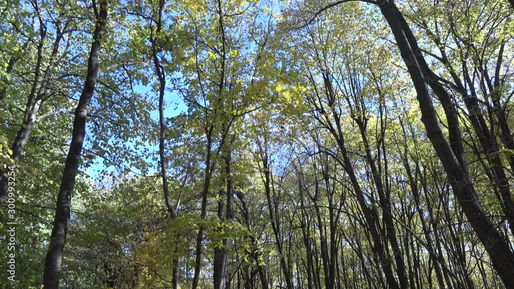 4k video of beautiful autumn or fall forest with trees leafs and branches. Nature outdoor environment 4k video of beautiful autumn or fall forest with trees leafs and branches. Nature outdoor environment
