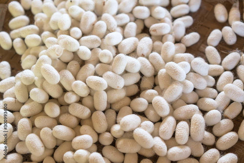 White silkworm cocoons shell. This is a source of silk thread and silk fabric White silkworm cocoons shell. This is a source of silk thread and silk fabric