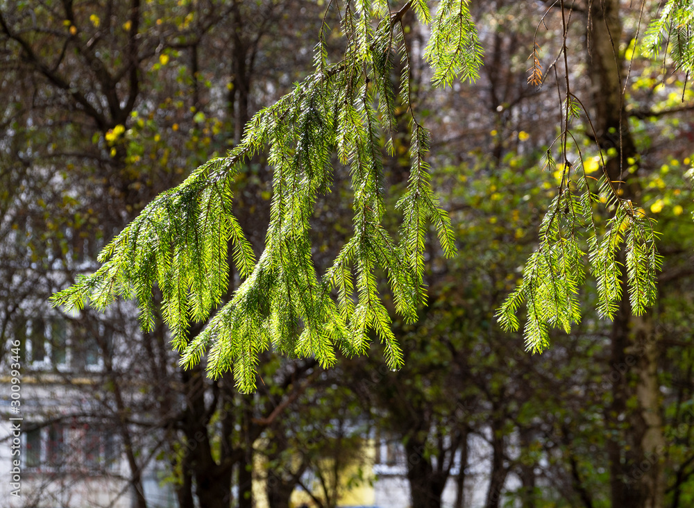 Fototapeta premium A branch of spruce on the background of deciduous trees and windows of the house. Natural background