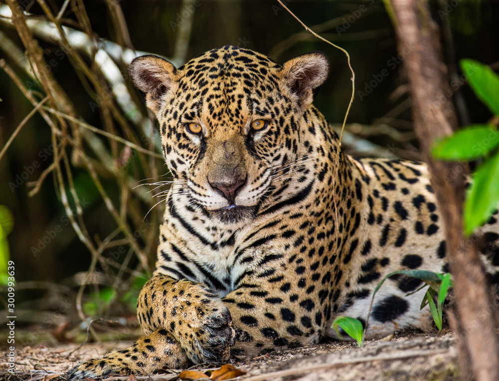 Obraz premium Jaguar lies on the ground among the jungle. Close-up. South America. Brazil. Pantanal National Park.