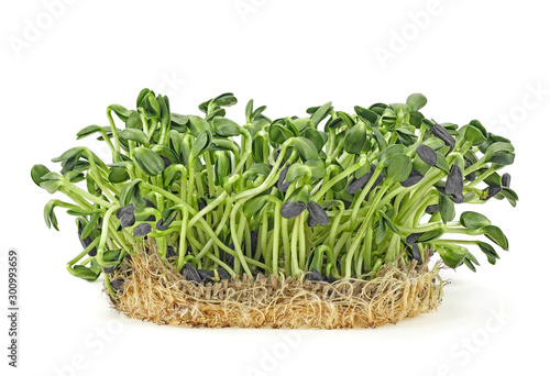 Young sprout microgreen isolated on white background. Sunflower sprouts. Healthy eating concept.