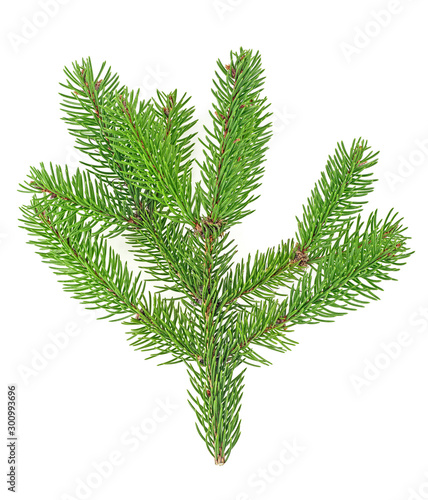 Branch of fir tree isolated on white background, top view.