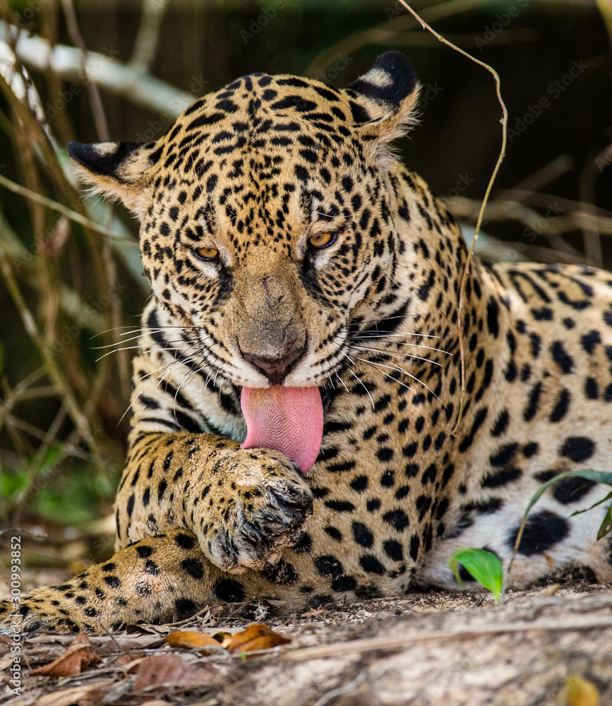 Obraz premium Jaguar lies on the ground among the jungle. Close-up. South America. Brazil. Pantanal National Park.