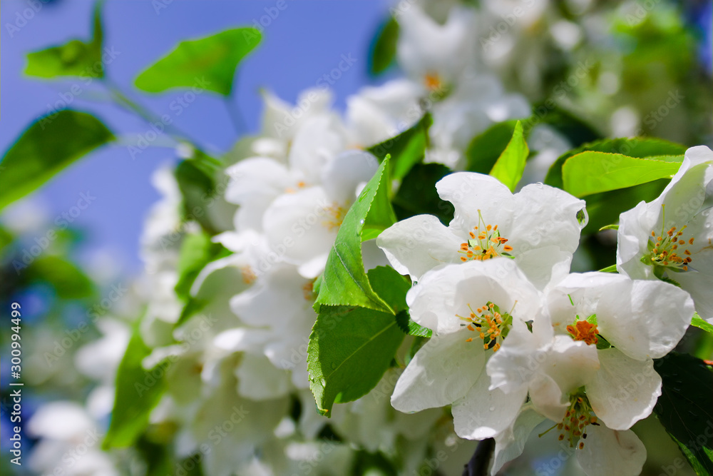 Fototapeta premium Blooming branch of wild apple tree close-up.