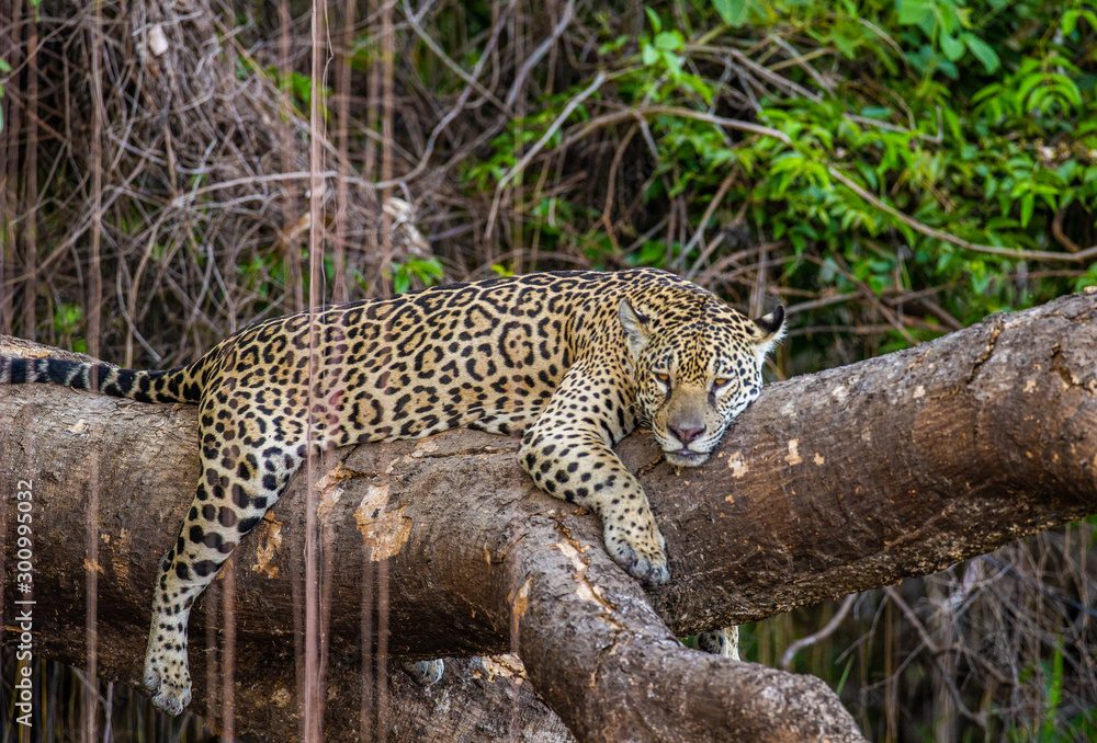 Jaguar lies on a picturesque tree in the middle of the jungle. South America. Brazil. Pantanal National Park. Jaguar lies on a picturesque tree in the middle of the jungle. South America. Brazil. Pantanal National Park.