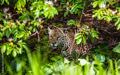 Jaguar among the jungle. Close-up. South America. Brazil. Pantanal National Park. © gudkovandrey