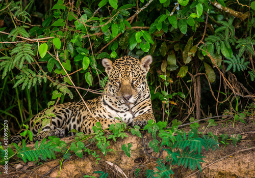 Jaguar lies on the ground among the jungle. Close-up. South America. Brazil. Pantanal National Park. © gudkovandrey