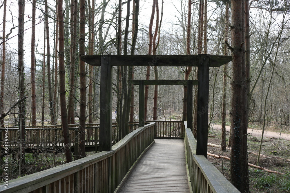 bridge in the forest