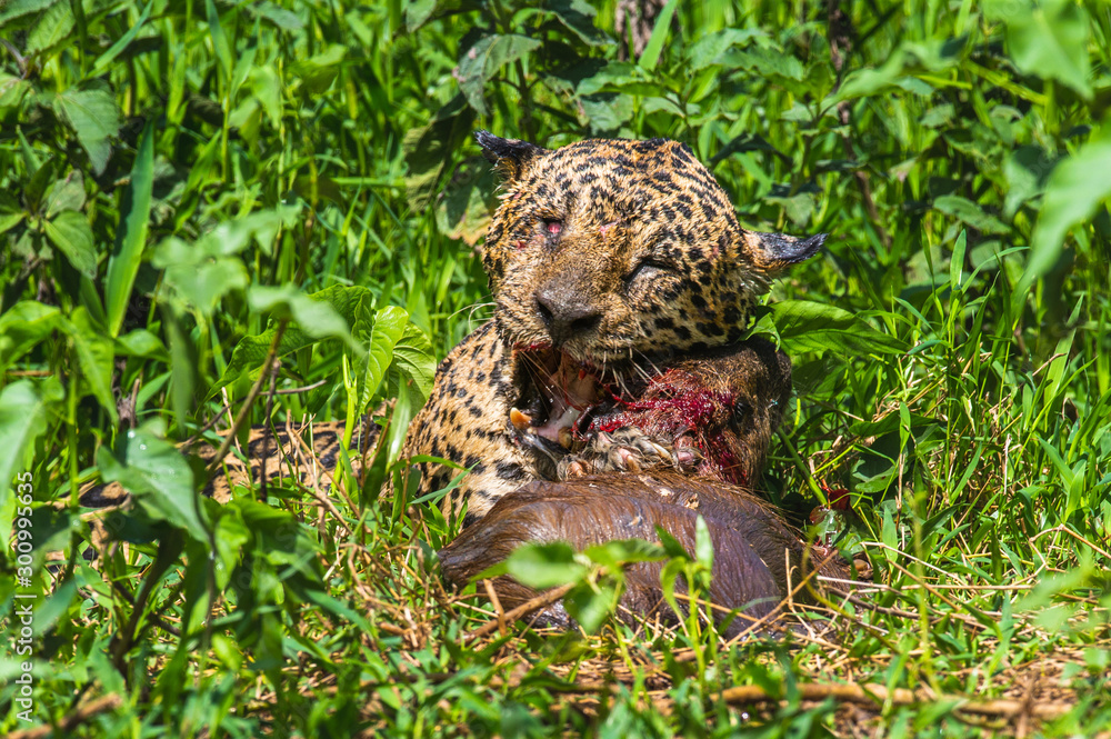 Jaguar with prey in the grass. South America. Brazil. Pantanal National Park.