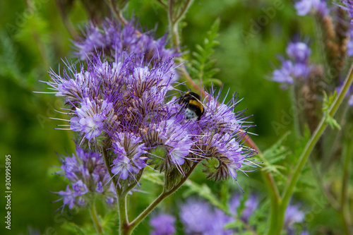 Plants and flowers in The Botanical Garden.