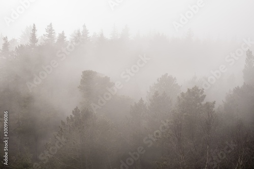 Foggy scenery of a forest on a gloomy day
