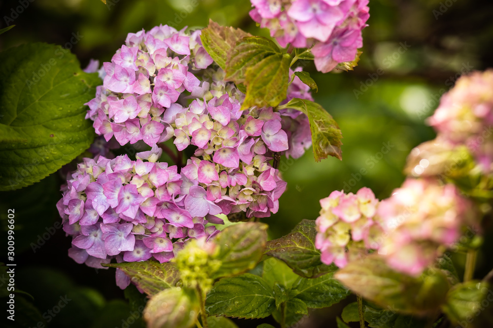 Brightening things up. Pink hydrangea in full bloom. Blossoming flowers in summer garden. Hydrangea blossom on sunny day. Flowering hortensia plant.summer garden. Pink hydrangea in full bloom. Brightening things up. Pink hydrangea in full bloom. Blossoming flowers in summer garden. Hydrangea blossom on sunny day. Flowering hortensia plant.summer garden. Pink hydrangea in full bloom.