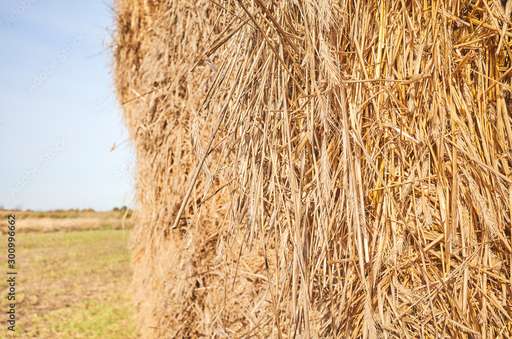 Close up picture of a haystack, selective focus. Close up picture of a haystack, selective focus.