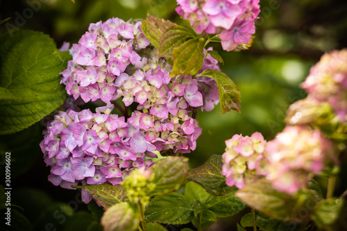 Brightening things up. Pink hydrangea in full bloom. Blossoming flowers in summer garden. Hydrangea blossom on sunny day. Flowering hortensia plant.summer garden. Pink hydrangea in full bloom.