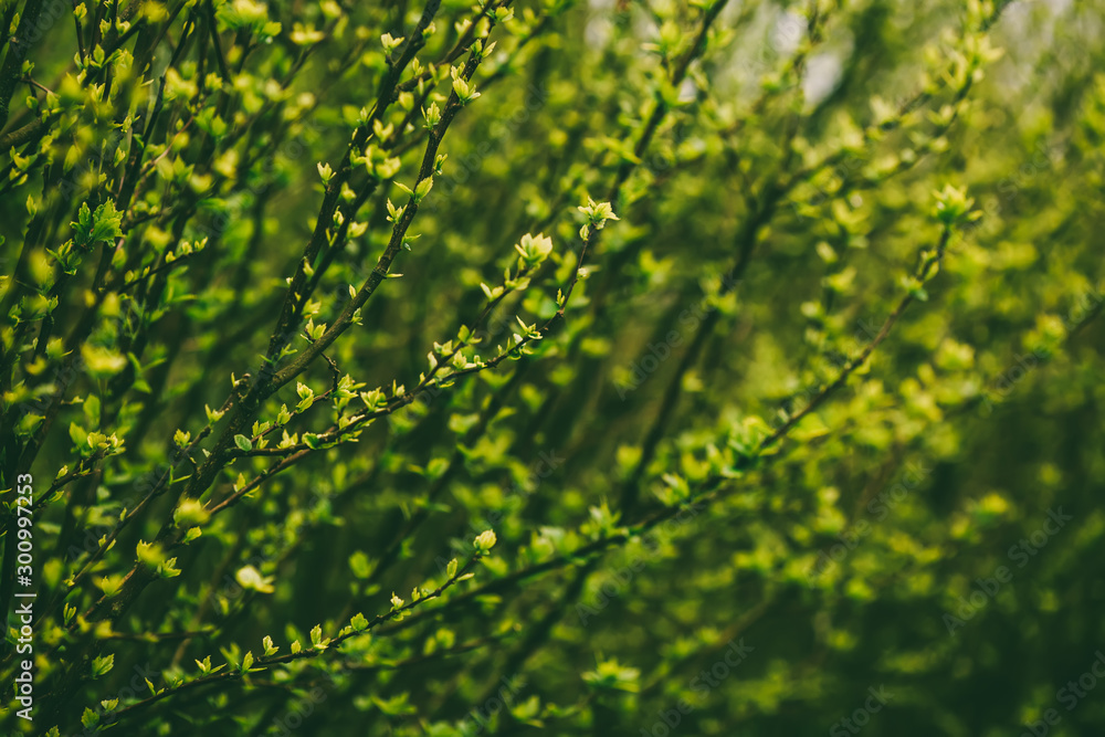 Green fresh leaves background spring Green fresh leaves background spring
