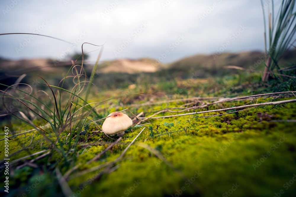 Kleiner Pilz mitten in der Dünenlandschaft in den Niederlanden an der Nordseeküste
