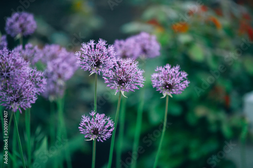 Blooming violet onion plant in garden