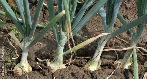 Onions grow onions in the open ground