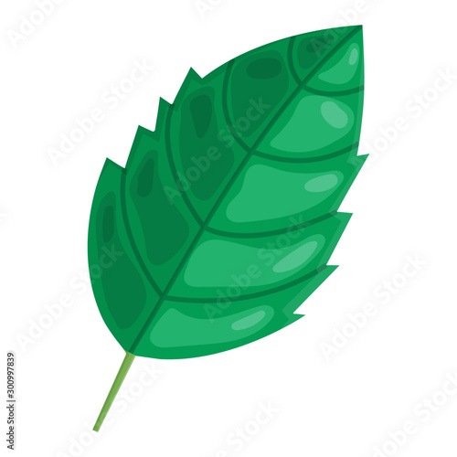 Mint cartoon green leaf isolated on white background. Vector illustration for any design.