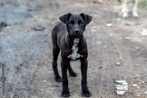 Black puppy wandering in Thailand