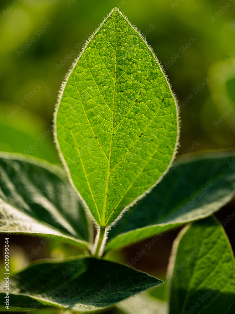 soybean green leaf textures soybean green leaf textures
