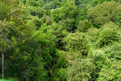 View from suspension bridge, tree top walk in MacRitchie Reservoir Park, singapore