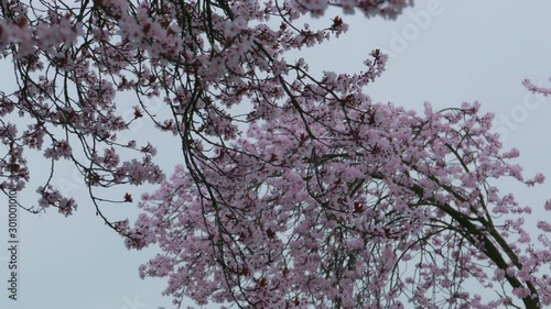Cherry blossoms trees on a grey cold day