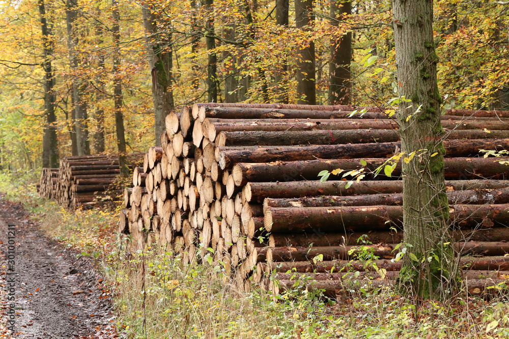 Freshly felled and sawn tree trunks in the forest