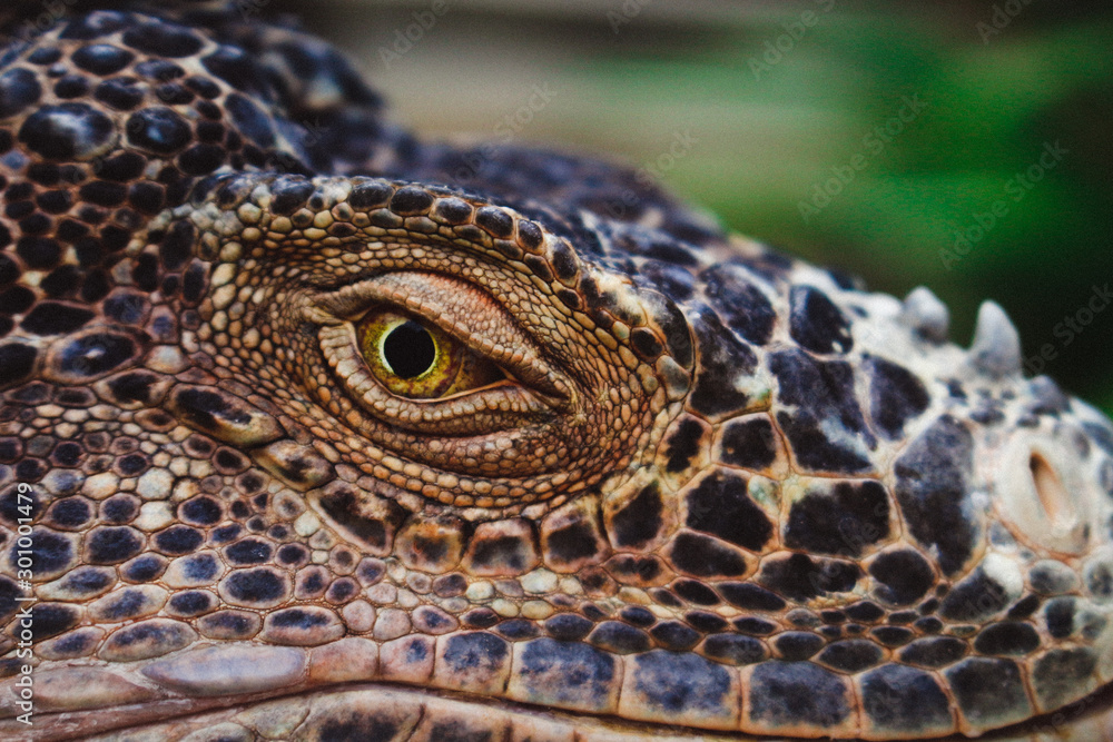 Fototapeta premium A Green Iguana's eye. Closeup