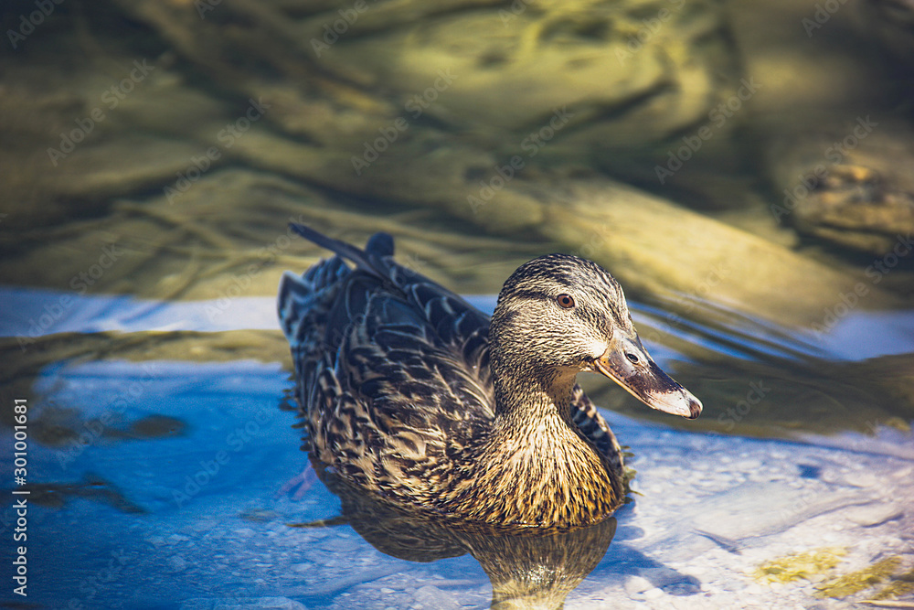 Wild ducks on Plitvice Lakes. Croatia. Summer 2019 Wild ducks on Plitvice Lakes. Croatia. Summer 2019