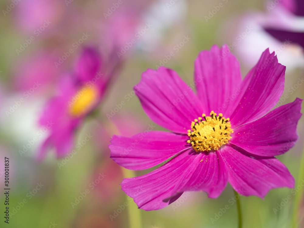 Fototapeta premium コスモスの花