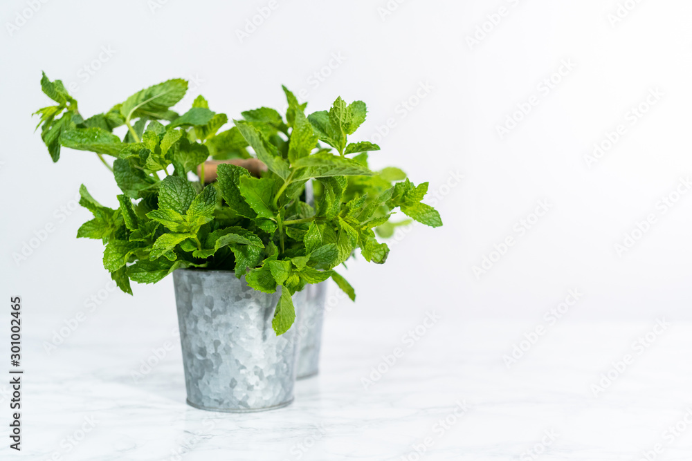 Garden mint Garden mint