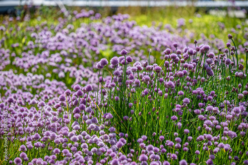 the pink blossoms of chives with green background