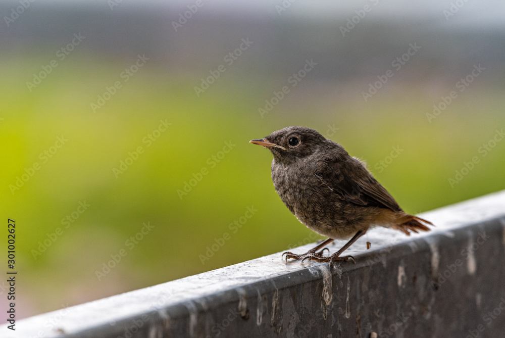 A redstart in front of green background A redstart in front of green background