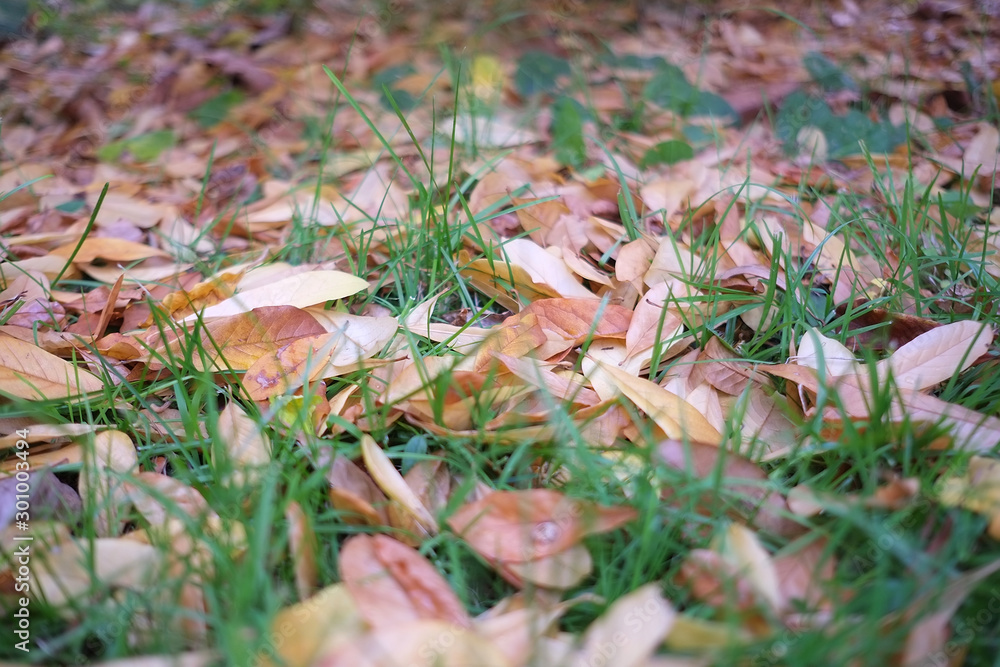 autumn in my garden, the leaves are different colors autumn in my garden, the leaves are different colors
