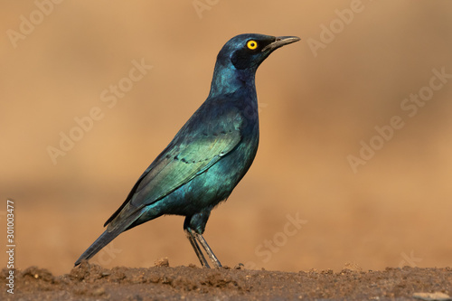 Bilde på lerret Isolated picture of a Cape starling in the sun