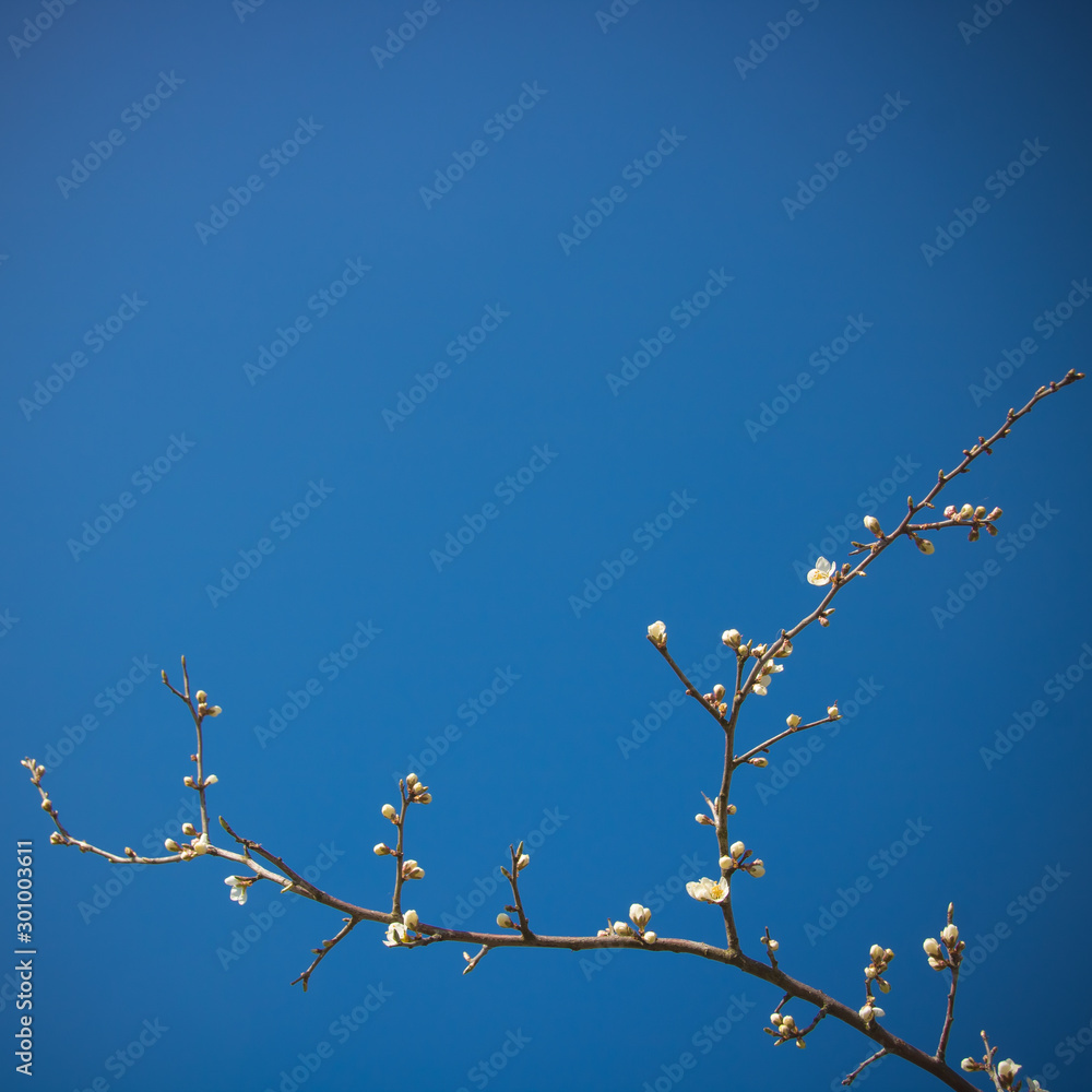 branche en fleur au printemps branche en fleur au printemps